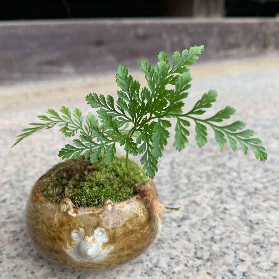 【一点物】ミニ盆栽 トキワシノブ 6cm角陶器鉢
