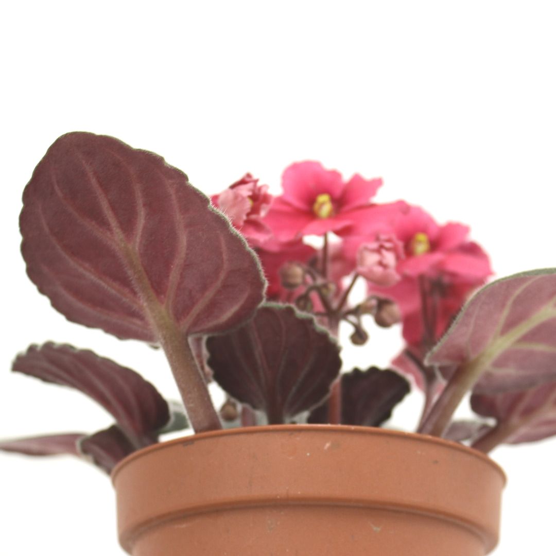【室内花の女王】セントポーリア 赤、ピンク系 3鉢セット／5鉢セット 3.5号