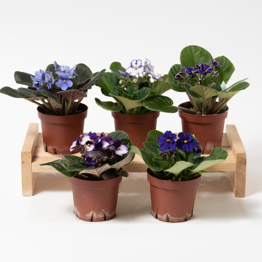 室内花の女王】セントポーリア 紫、青系 3鉢セット／5鉢セット 3.5号の