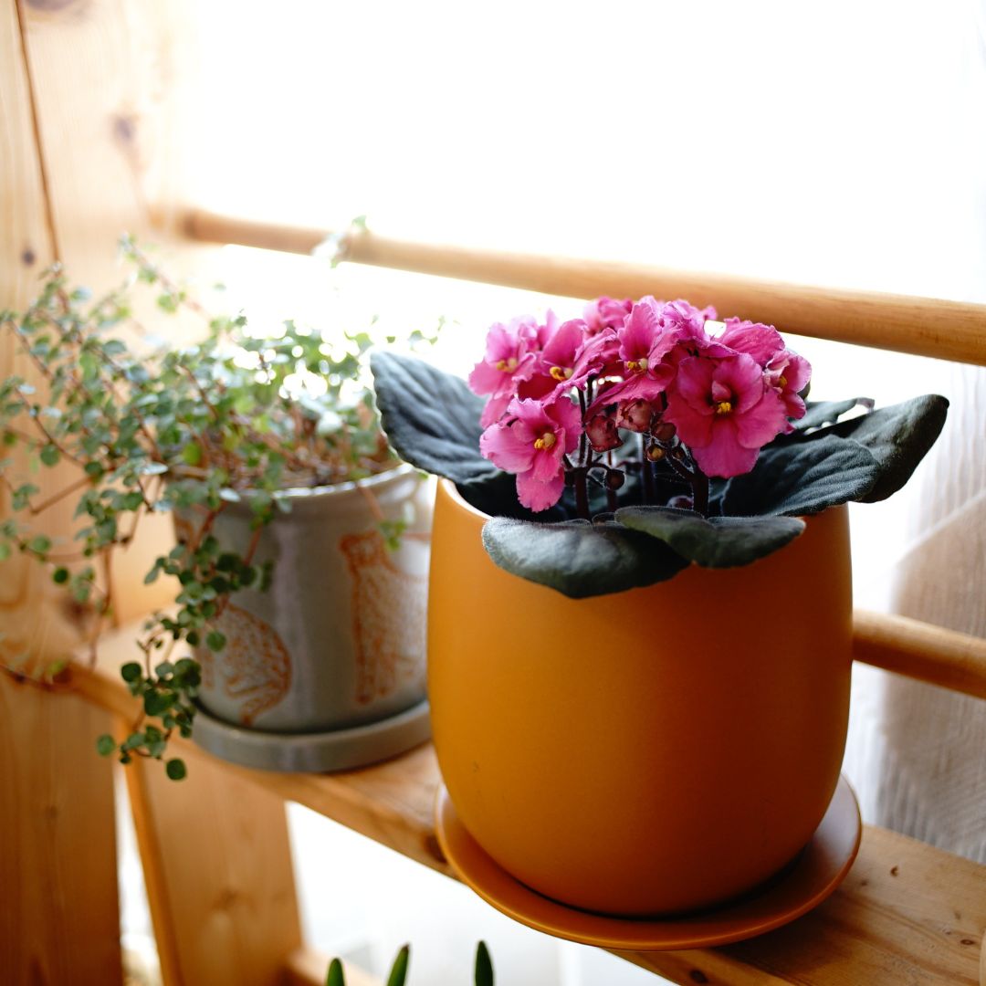 【室内花の女王】セントポーリア 赤、ピンク系 3鉢セット／5鉢セット 3.5号