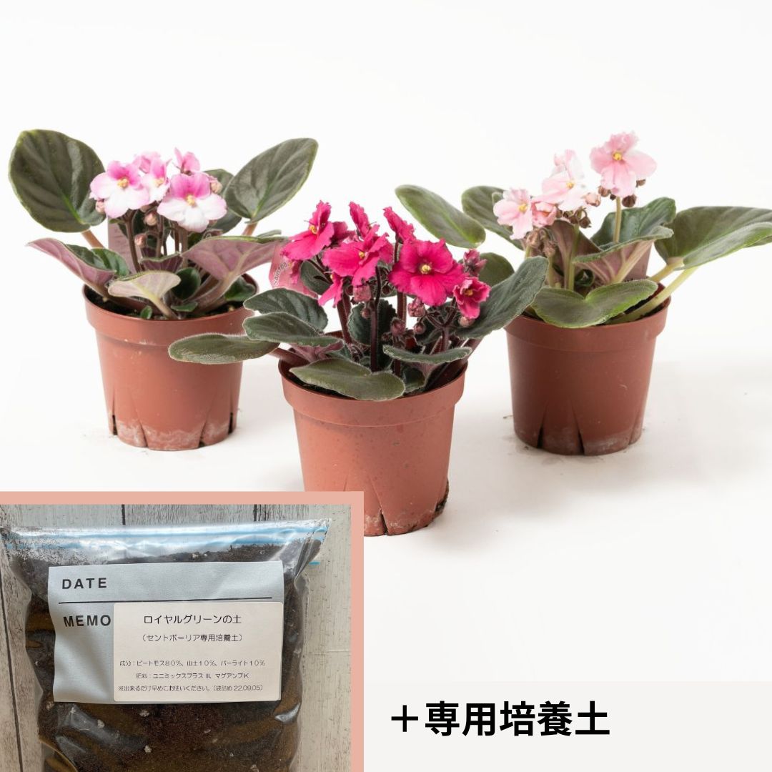 セントポーリア（赤、ピンク系） 3鉢/5鉢 専用培養土1Lセット【植え