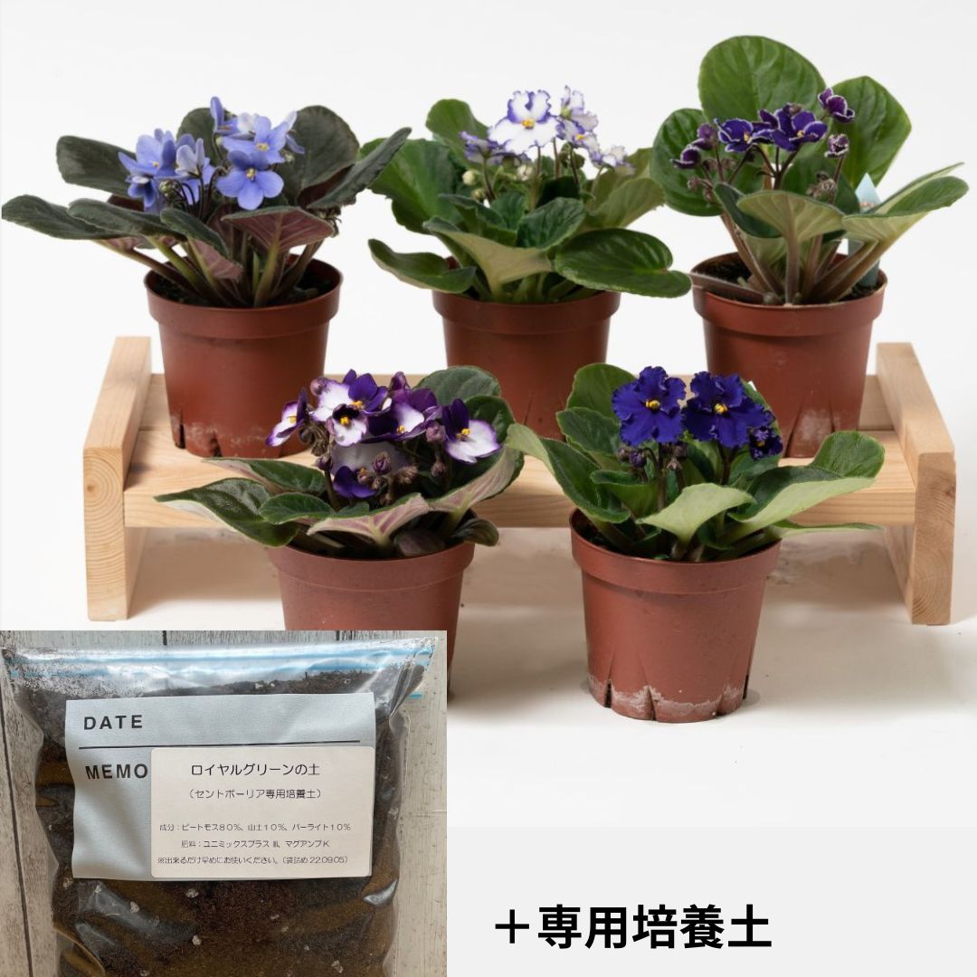 セントポーリア（紫、青系）3鉢  専用培養土1Lセット【植え替えにおすすめ】