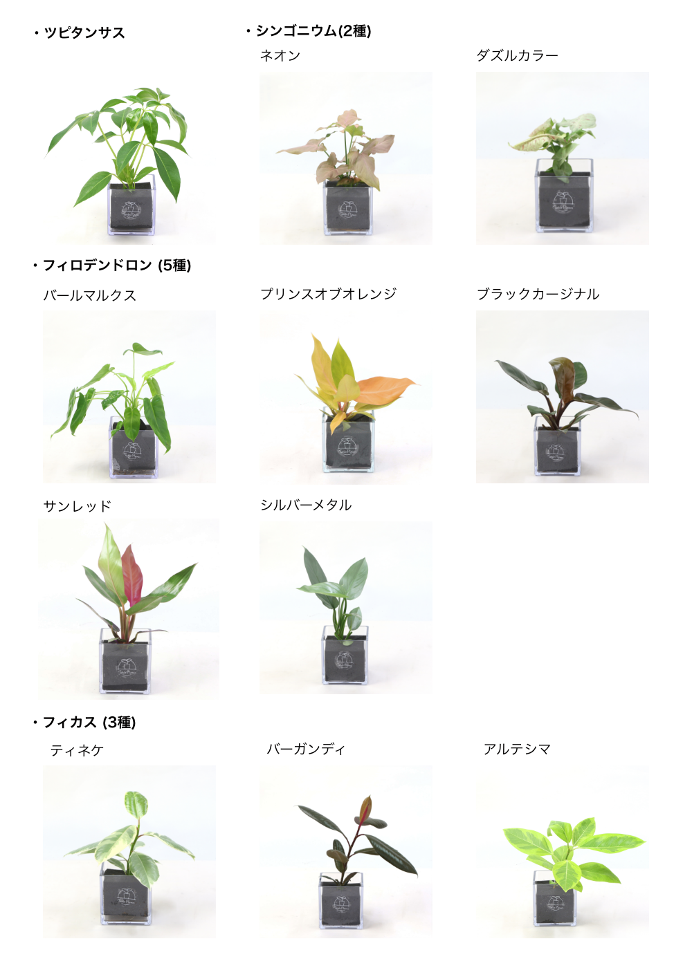 【土を使わない観葉植物】期間限定！寒さに強い テーブルプランツ キューブ  (Table Plants CUBE)