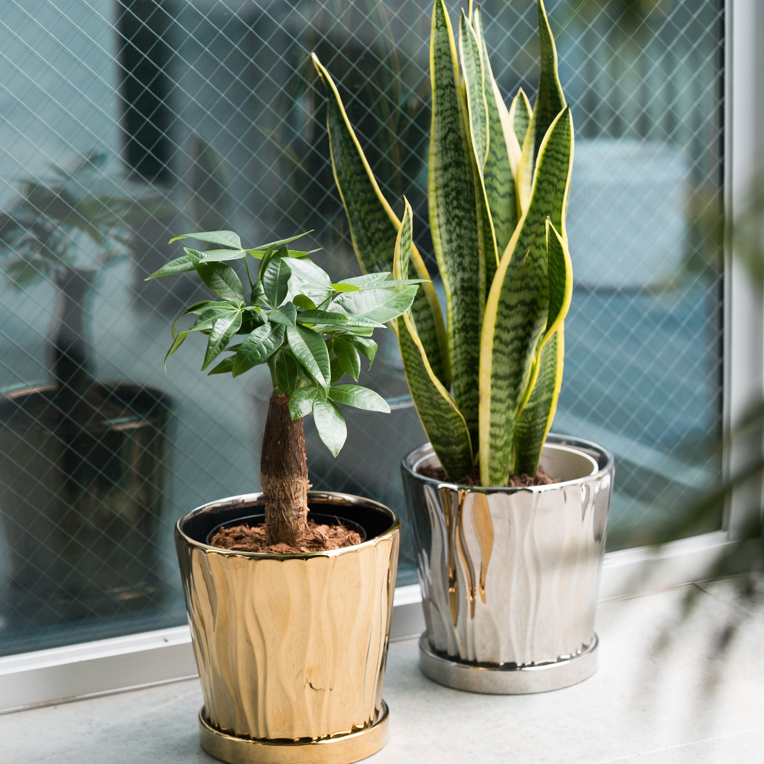 お買い得品　大人気のパキラ　観葉植物　鉢物　室内　乾燥に強い植物