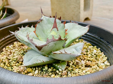 アガベ・チタノタ 多肉植物