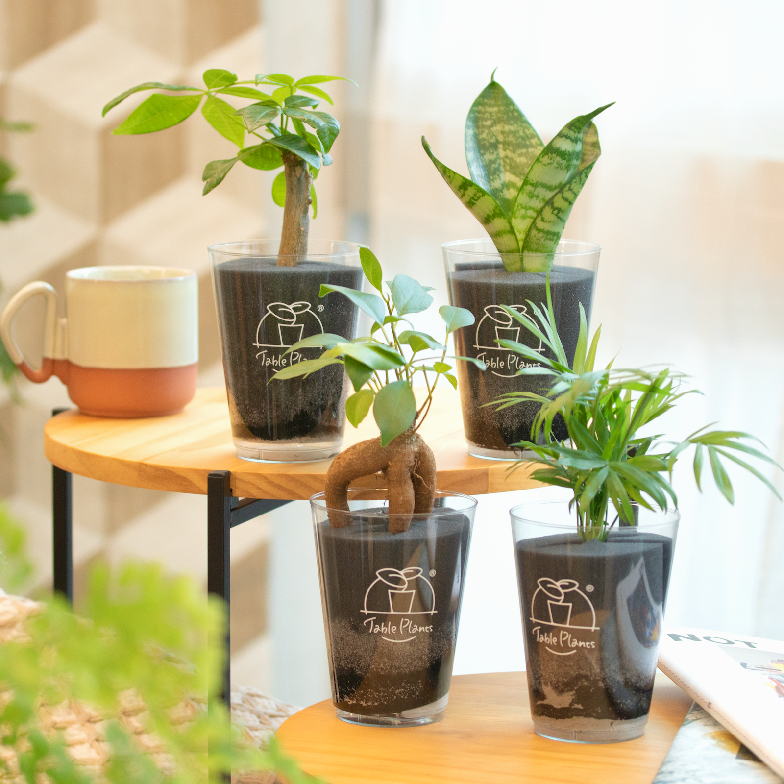 【土を使わない観葉植物】テーブルプランツ(Table Plants)