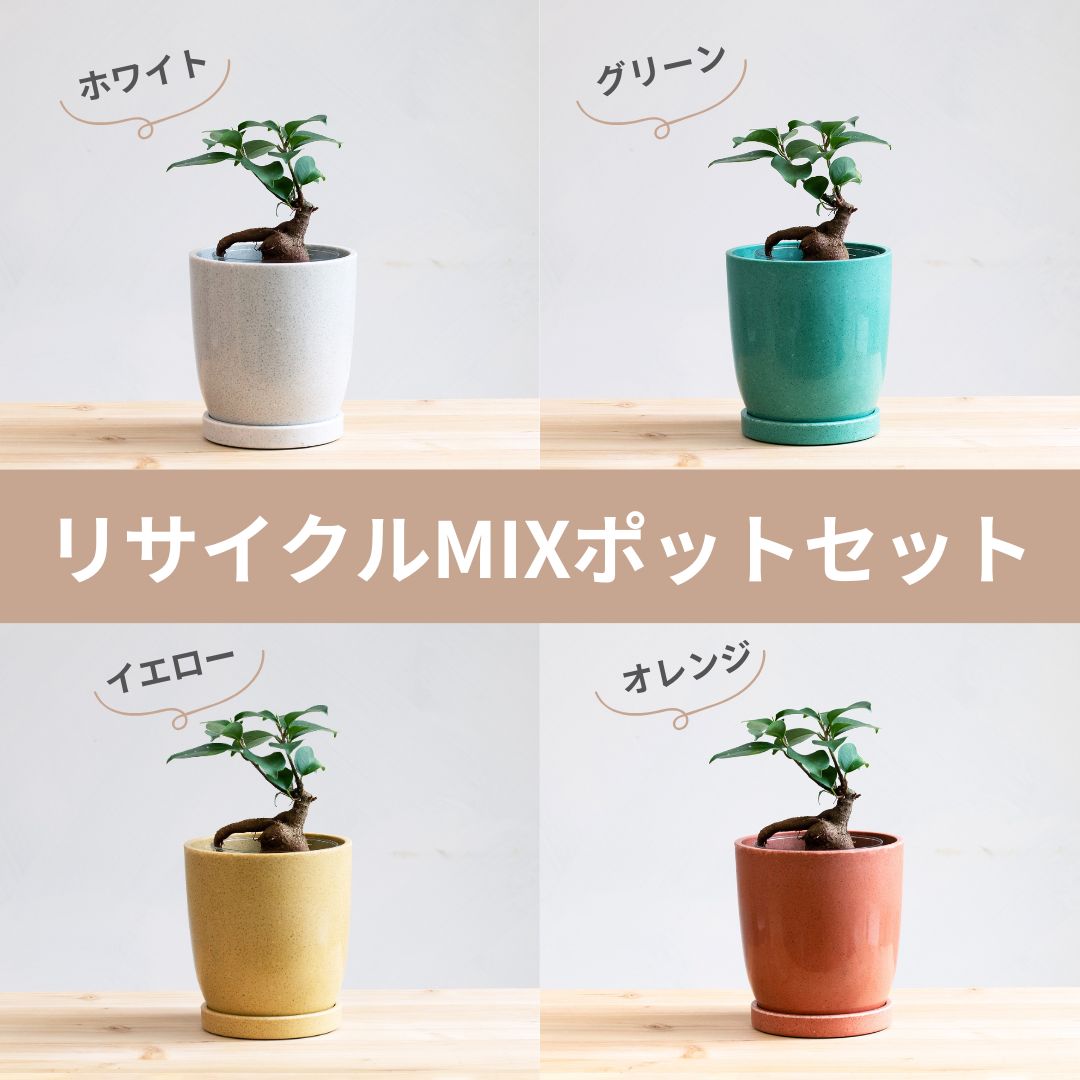 テーブルプランツ(Table Plants) ガジュマル×リサイクルMIXポットセット