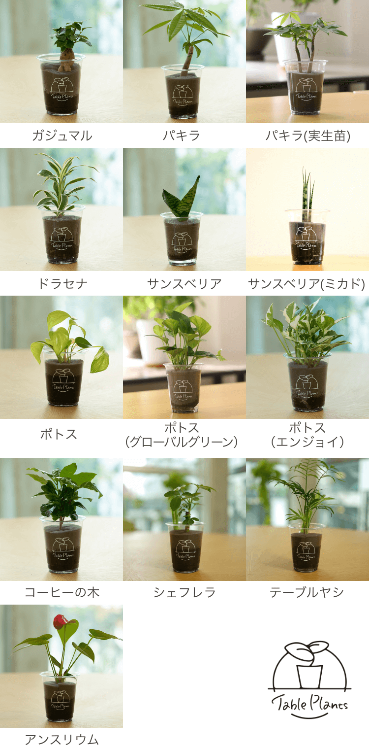 テーブルプランツ 観葉植物
