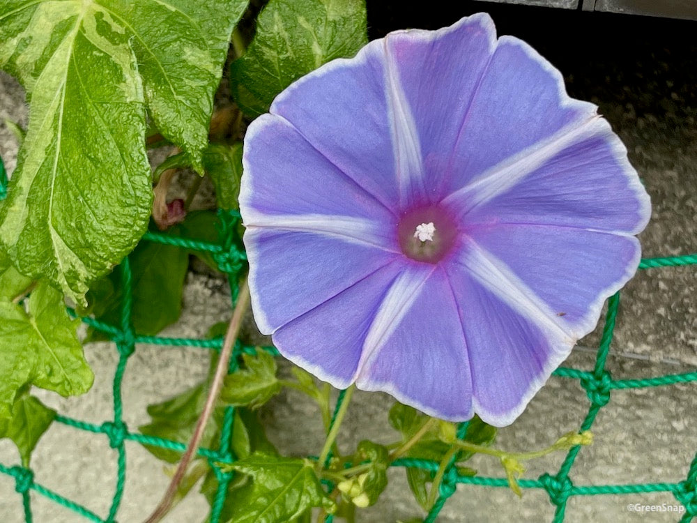 アサガオ 紫の花