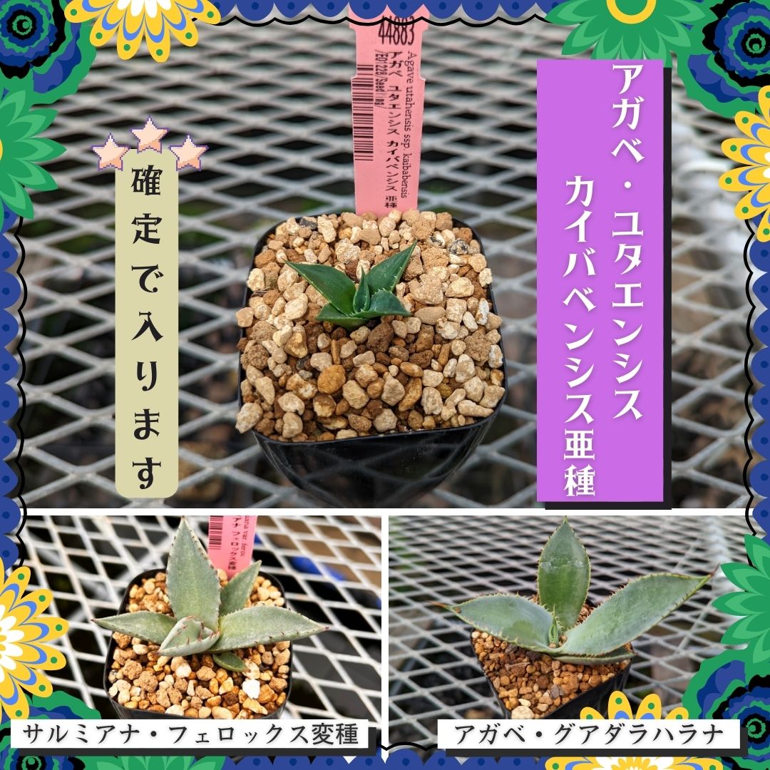 アガベ ランダム３鉢セット【Aタイプ】2.5号 夏型の通販 | GreenSnap ...
