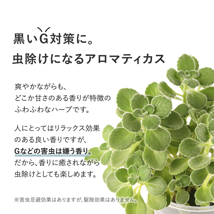 アロマティカス確認用 - 植物/観葉植物