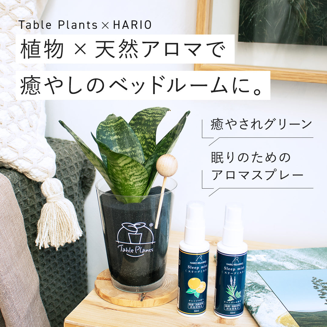 【おやすみプランツ】TablePlants(テーブルプランツ) & HARIOスリープミストセット