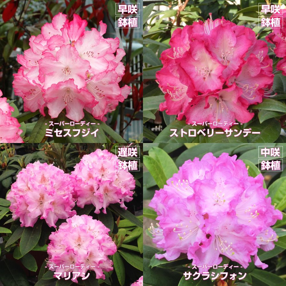 【シーズンずっと楽しむための鉢植え向き】 シャクナゲセット（ピンク系） 4号×3 ［GS］