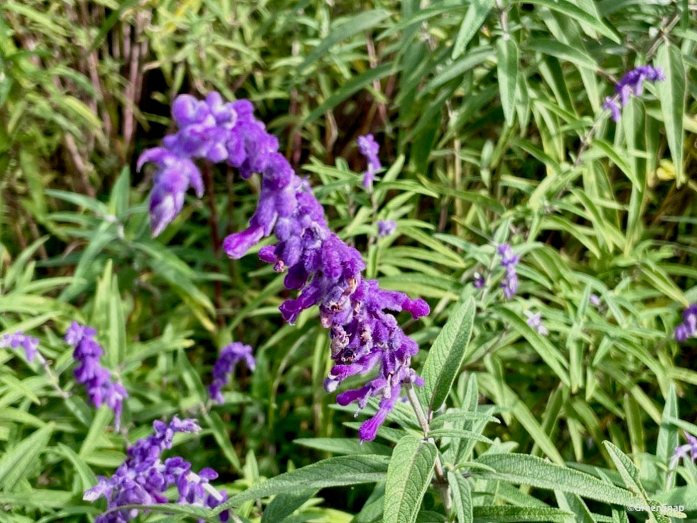 アメジストセージ　紫の花