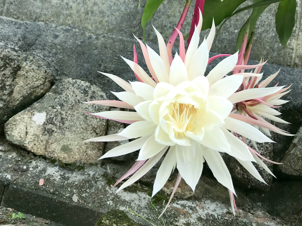 月下美人の育て方】花が咲かない原因や挿し木で増やせるのかなど