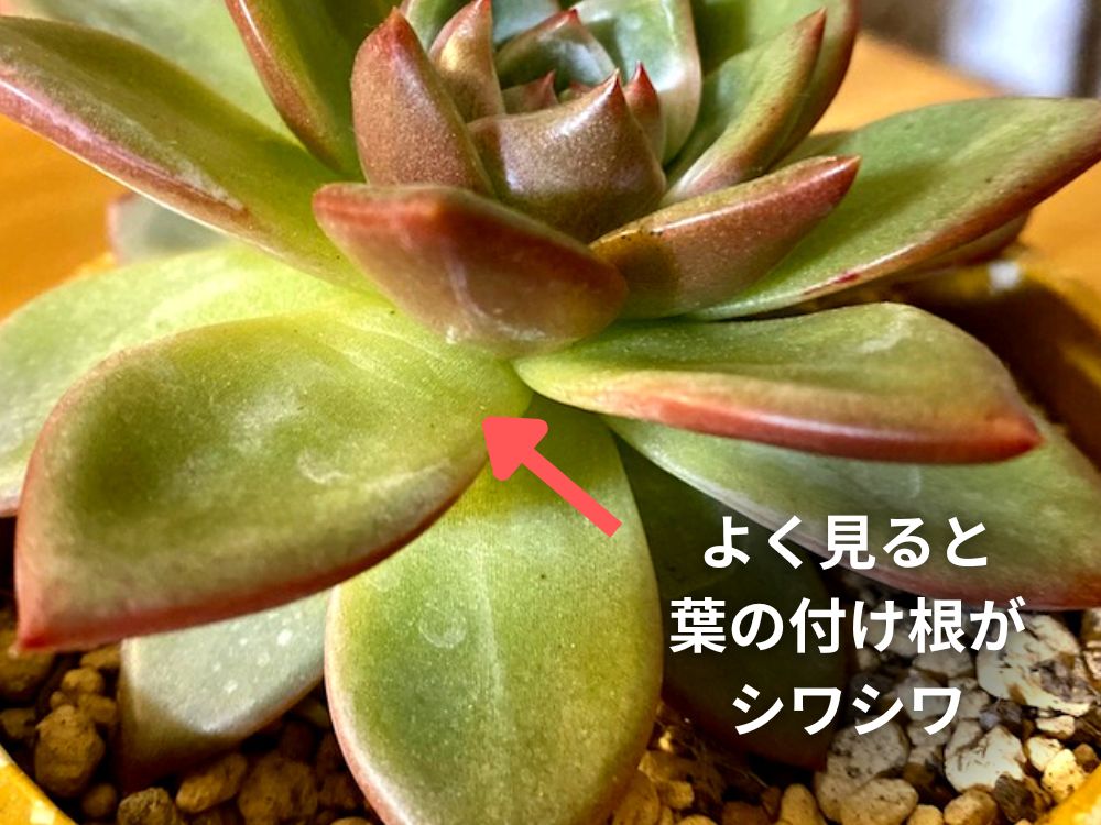 多肉植物 水やり 葉がシワシワ