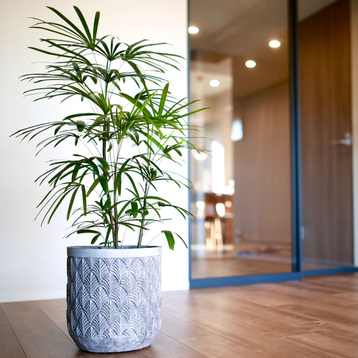 【現品発送】シュロチク 棕櫚竹 鉢サイズ8号 高さ約120cm 縁起物