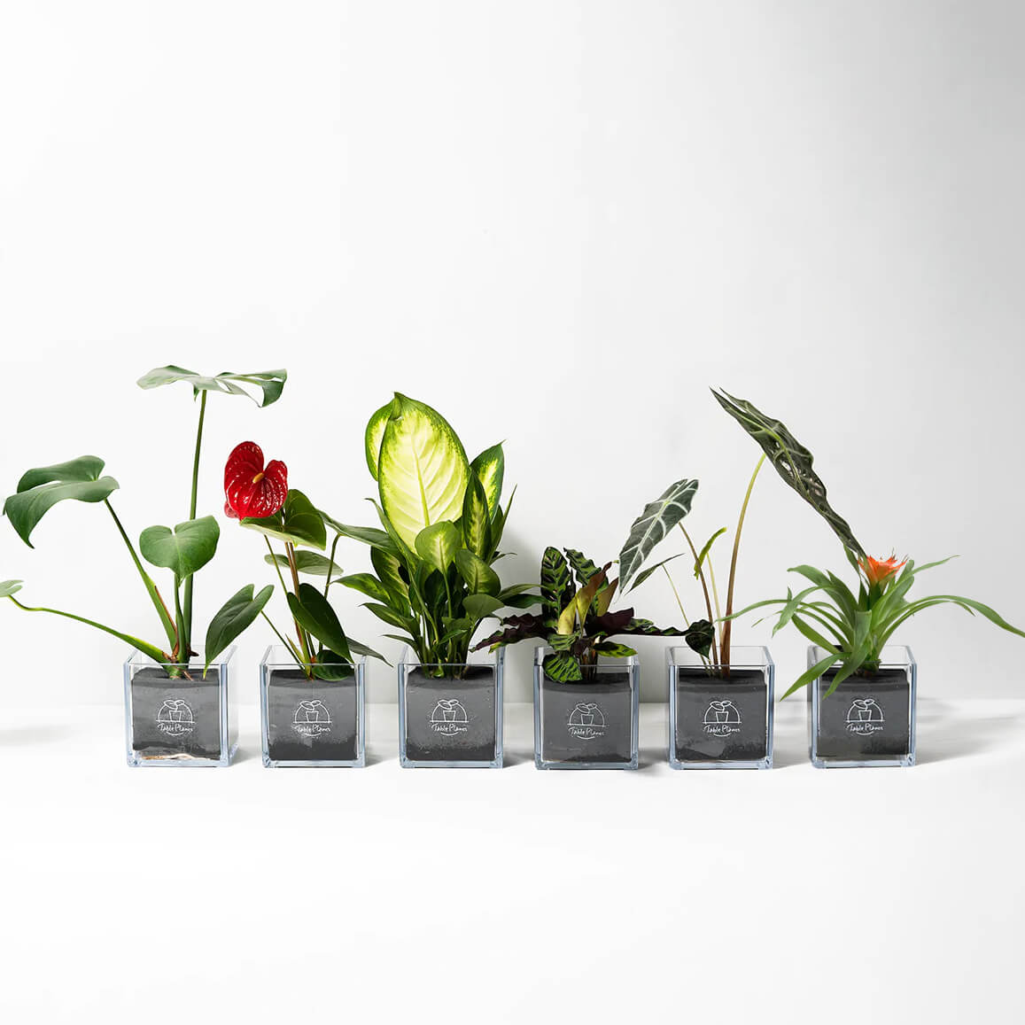 テーブルプランツ キューブ  (Table Plants CUBE)