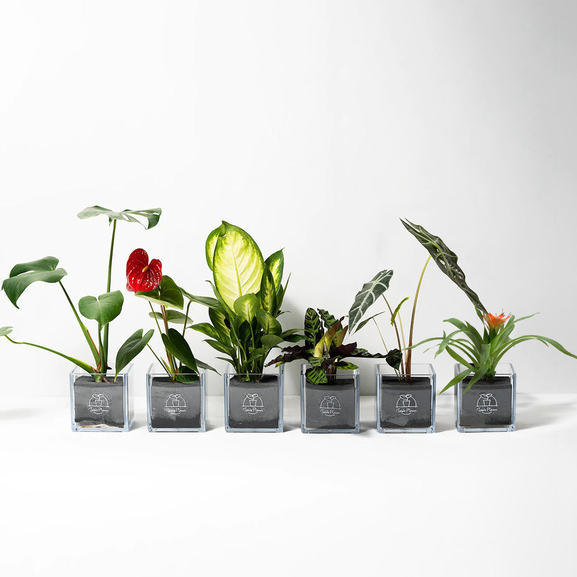 【土を使わない観葉植物】テーブルプランツ キューブ  (Table Plants CUBE)