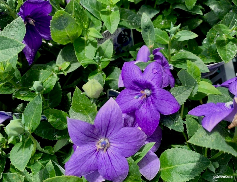 桔梗 紫の花