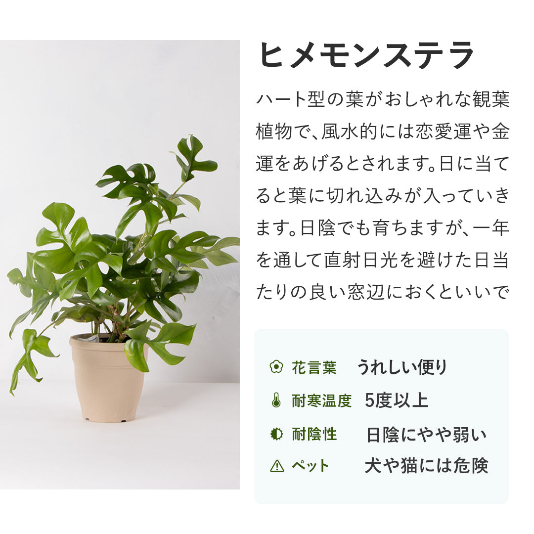 プランツネット(Plants Net) 観葉植物 オリーブ5種 5号 K0103224 5入 屋外照明