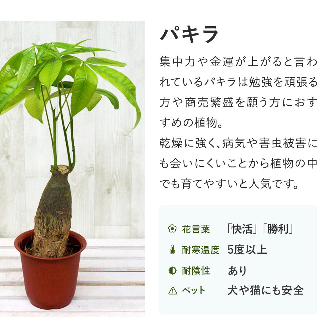 パキラ ねじり 8号 室内におすすめ観葉植物の通販 | GreenSnap STORE 