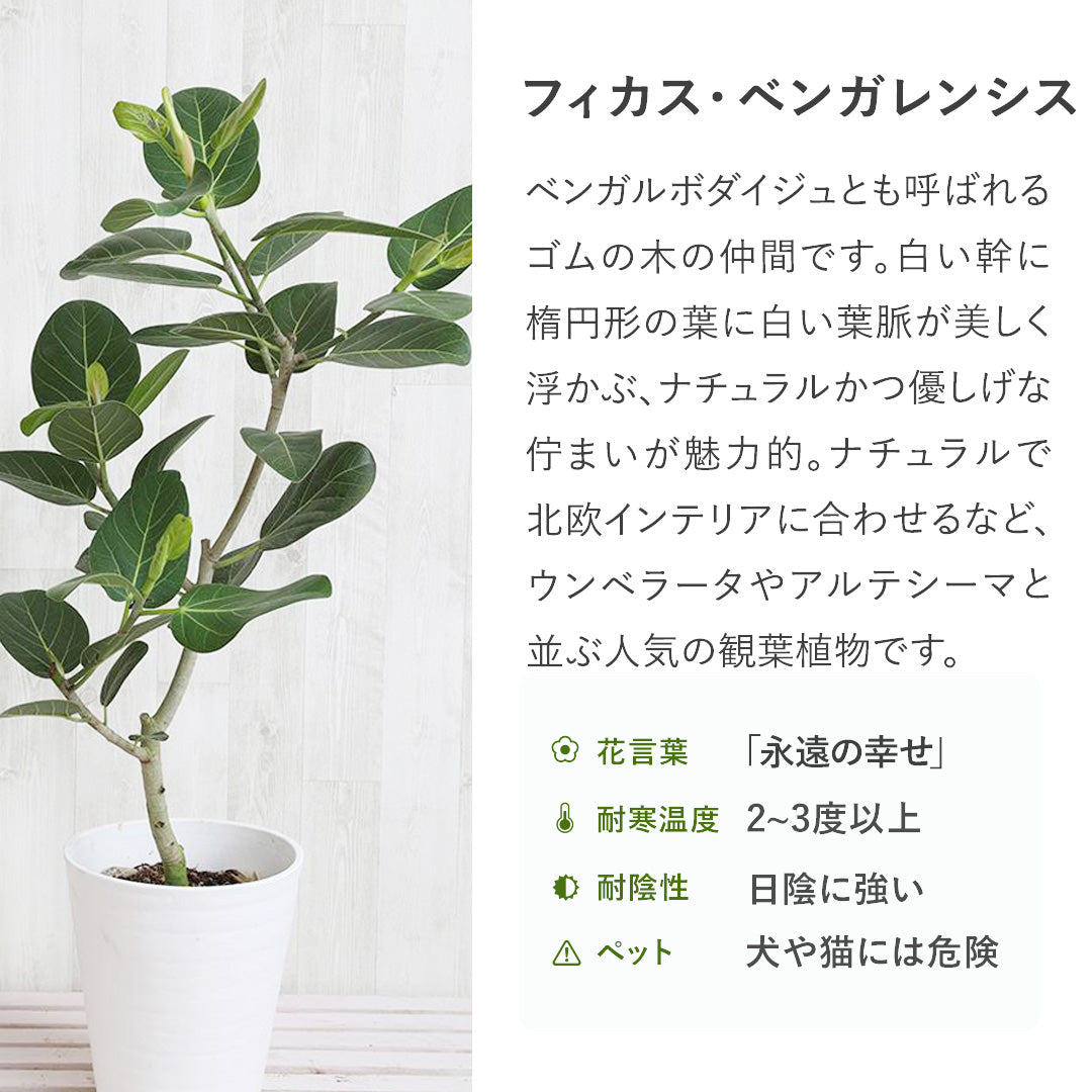 一点物】フィカス・ベンガレンシス 10号 沖縄の観葉植物 高さ約160 