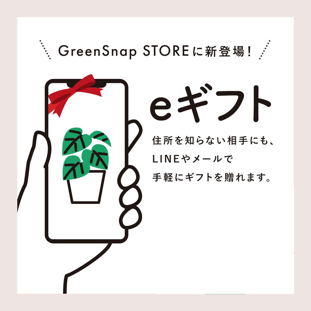 ユッカ・エレファンティペス(青年の木) 7号の通販 | GreenSnap STORE