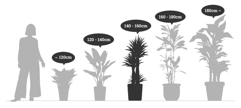 【一点物】オーガスタ 10号 沖縄観葉 高さ 約150cm No.106