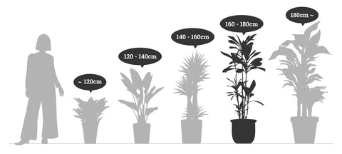 【一点物】ドラセナ・リフレクサ 10号 沖縄観葉 高さ 約165cm No.102