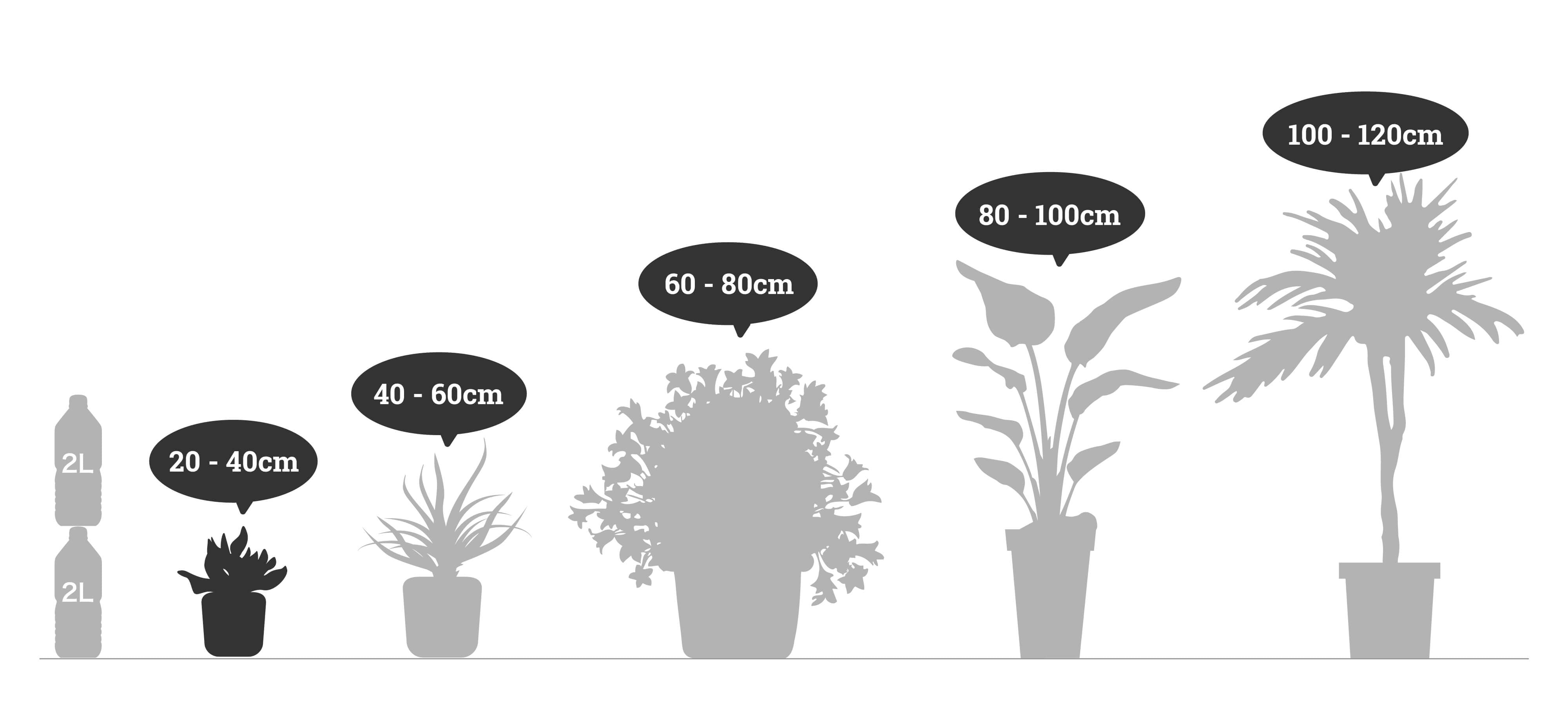 サンスベリア・ムーンシャイン 観葉植物 4.5号 高さ約30cm