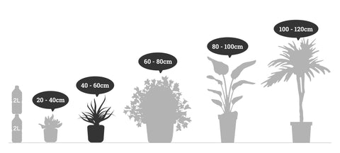 アジアンタム 5号　高さ約50cm