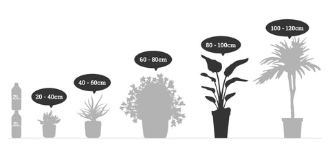 ミリオンバンブー 7号 高さ約80cm