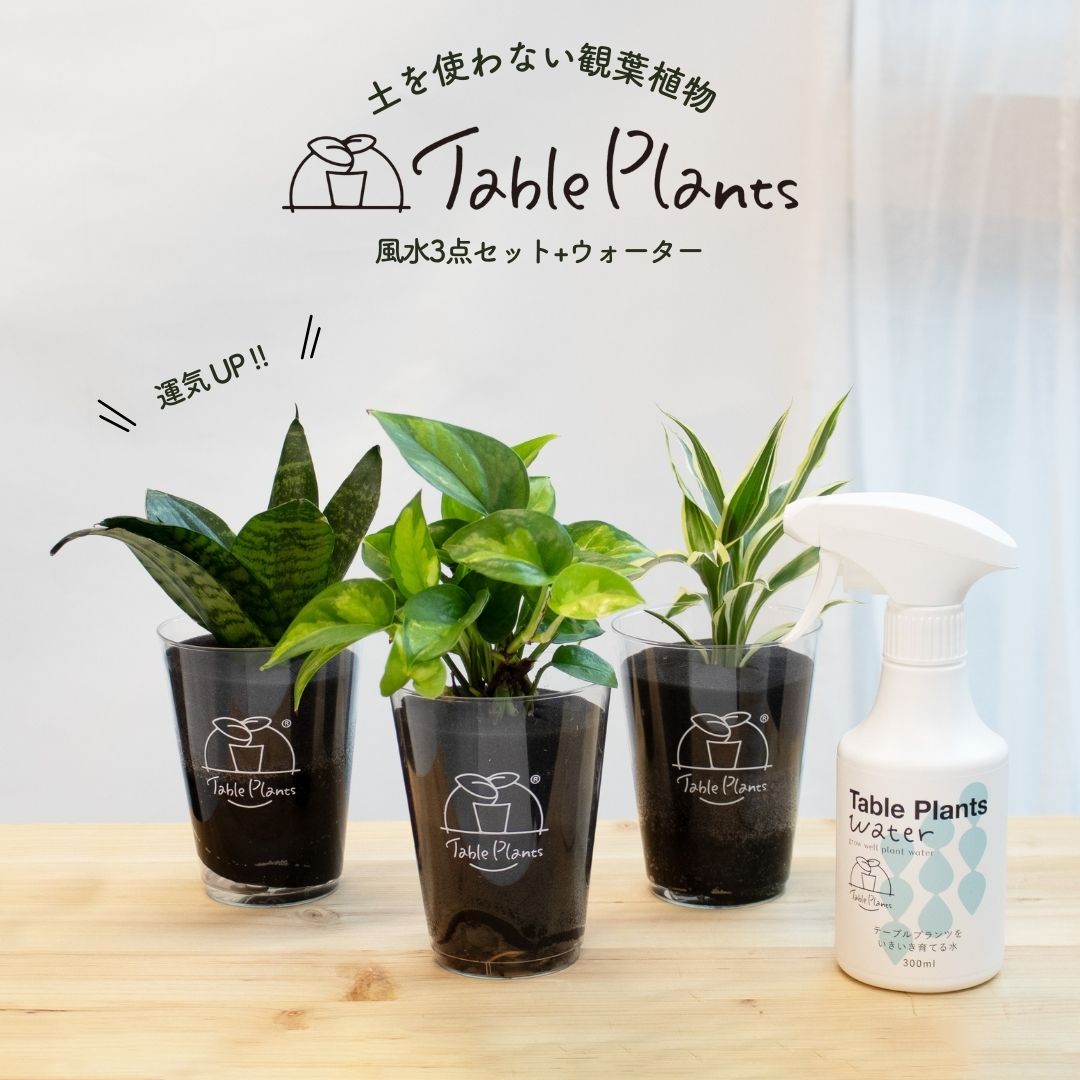 風水で選ぶ！テーブルプランツ(Table Plants) 3種+Table Plants Waterセット