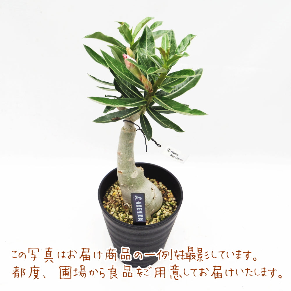 アデニウム オベスム 大株1 - 植物/観葉植物