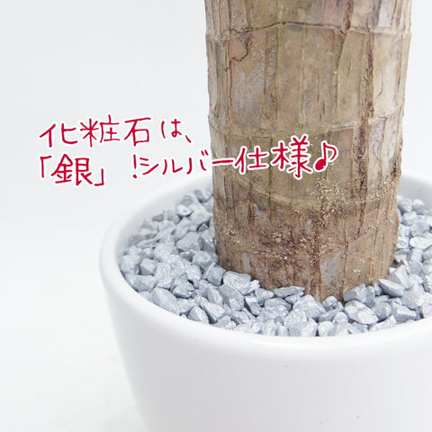 幸福の木 ドラセナ マッサンゲアナ 3.5号 白陶器・皿付き シルバー