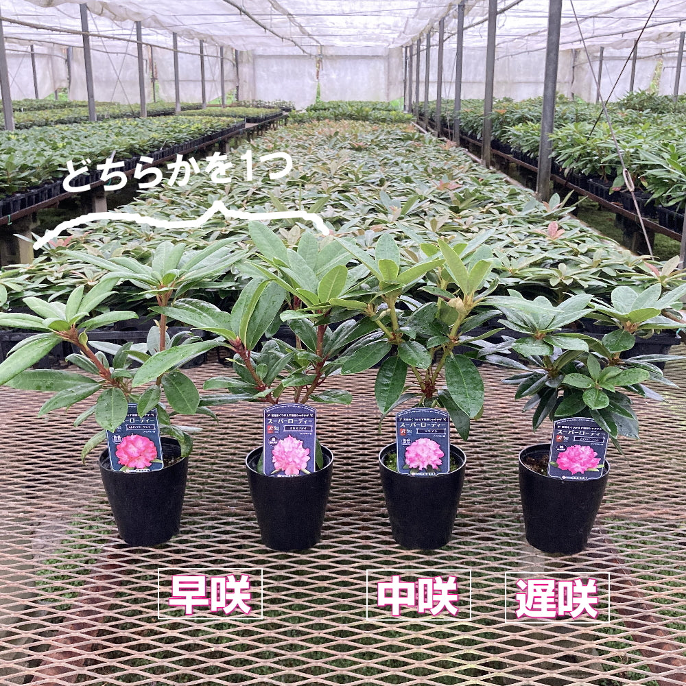 【シーズンずっと楽しむための鉢植え向き】 シャクナゲセット（ピンク系） 4号×3 ［GS］