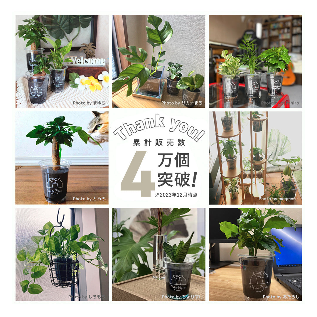 土を使わない観葉植物 テーブルプランツ