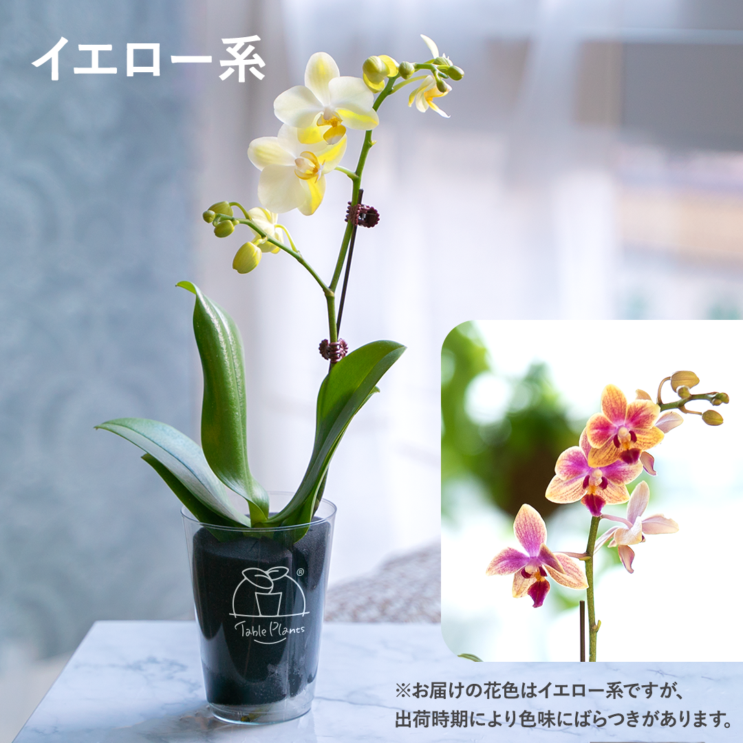 【土を使わない花】テーブルプランツ(Table Plants) ミディ胡蝶蘭　※期間限定 - イエロー系