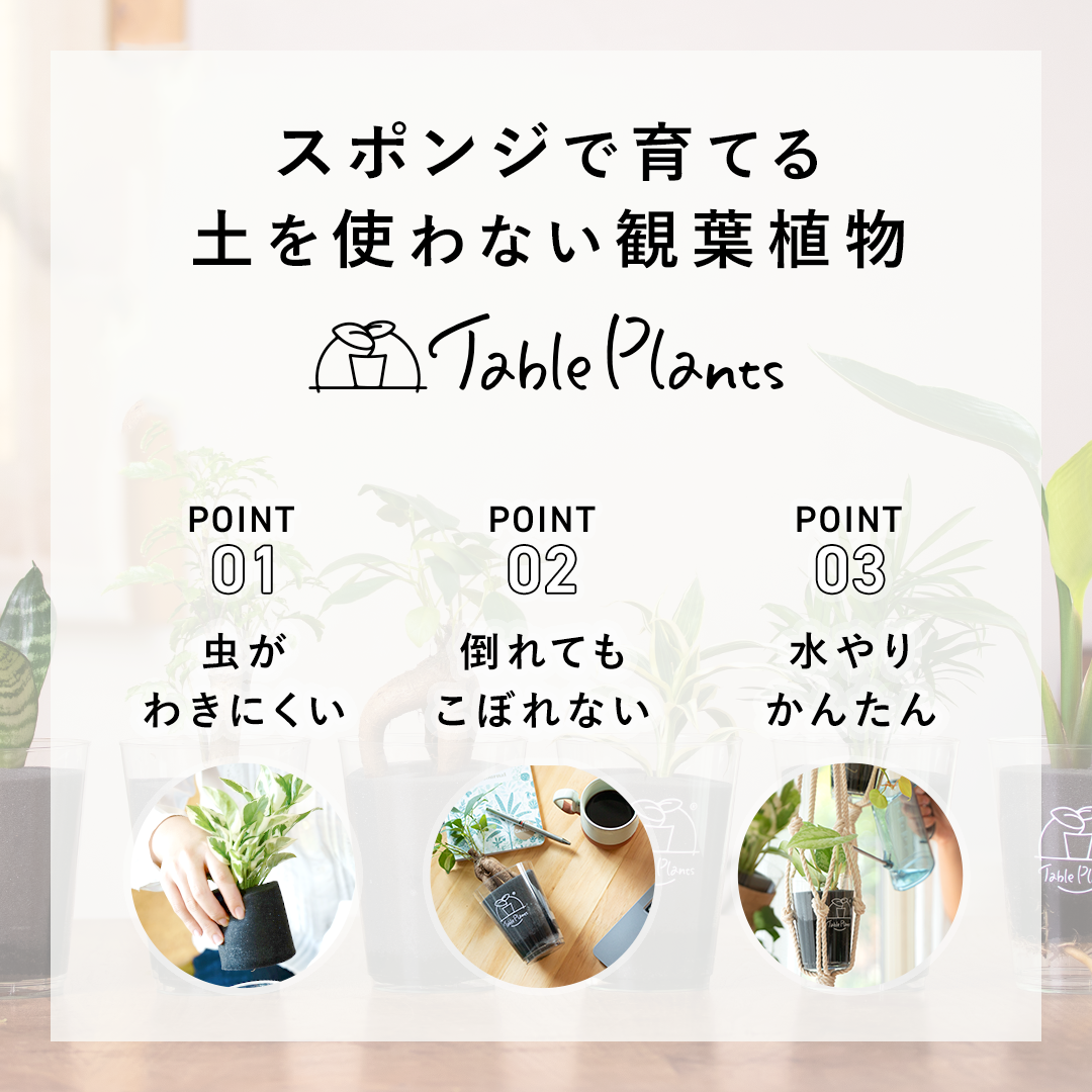 スポンジで育てる土を使わない観葉植物テーブルプランツ　ポイント1虫がわきにくい　ポイント2倒れてもこぼれない　ポイント3水やりかんたん