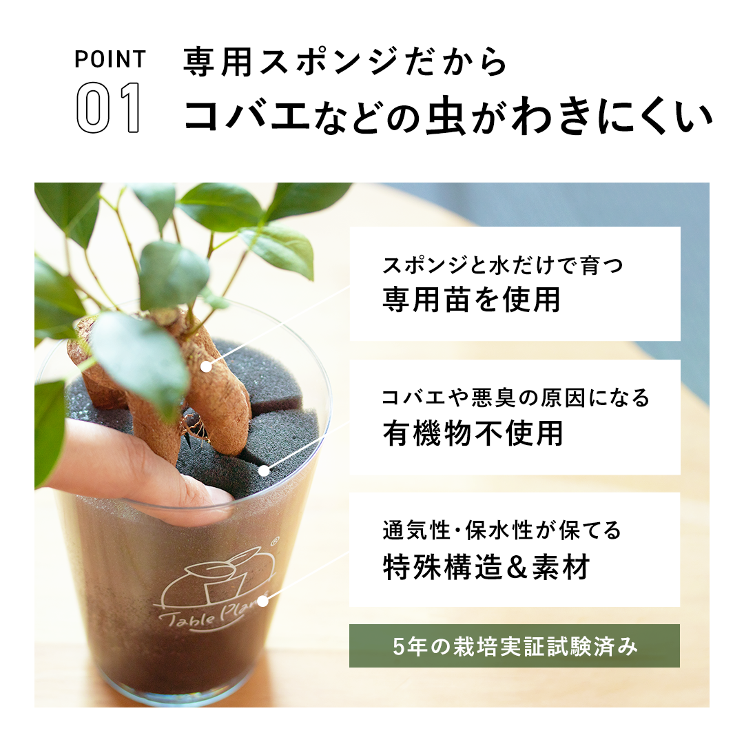 専用植物