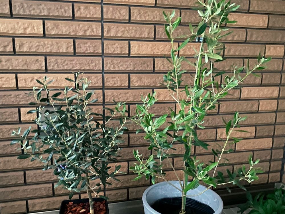 カロレア オリーブの木 レア品種 - 植物/観葉植物