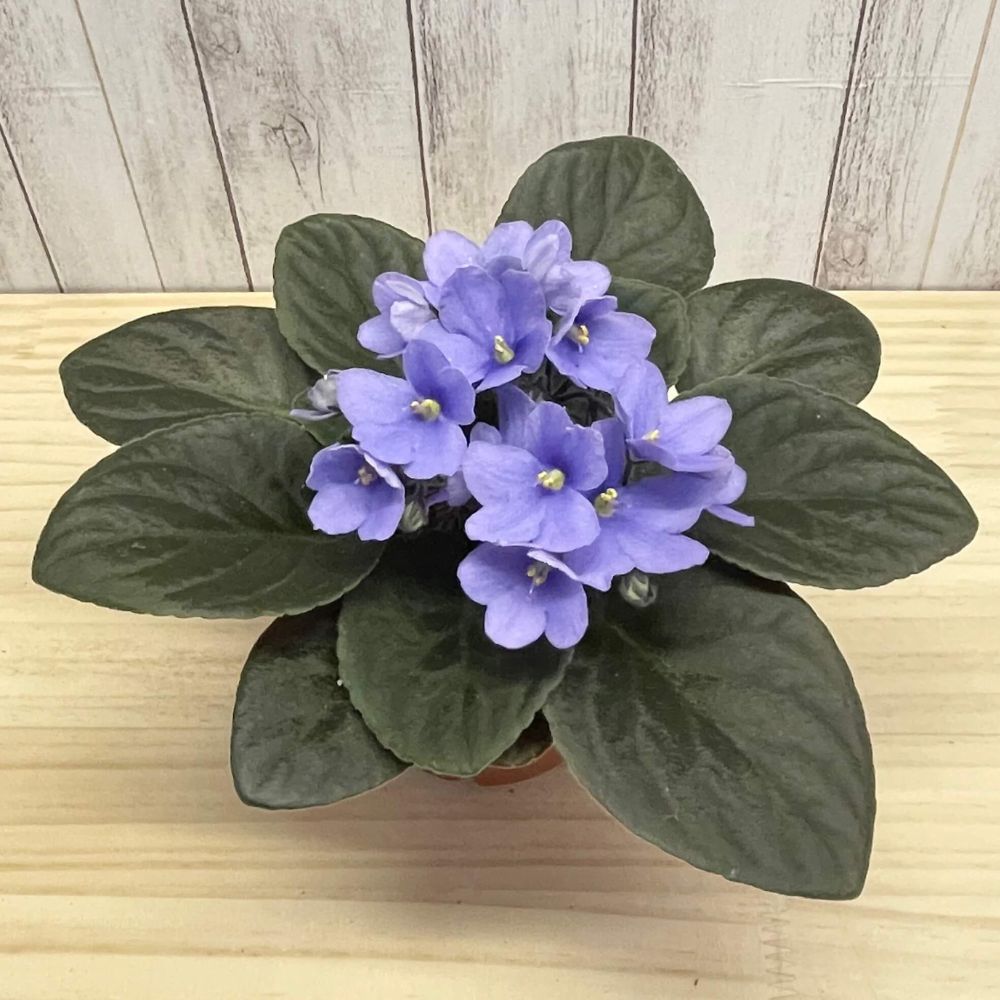 【室内花の女王】セントポーリア　紫、青系 5鉢セット／3鉢セット