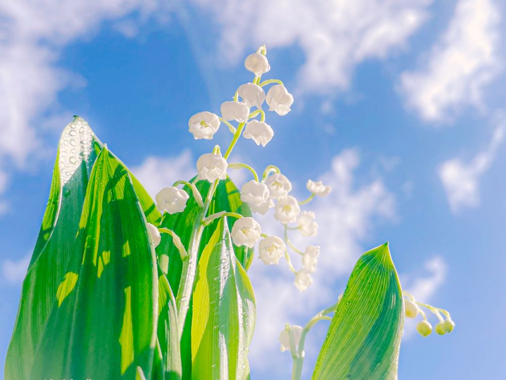 すずらんの育て方】花が終わったら？地植えだと増えすぎるって本当？