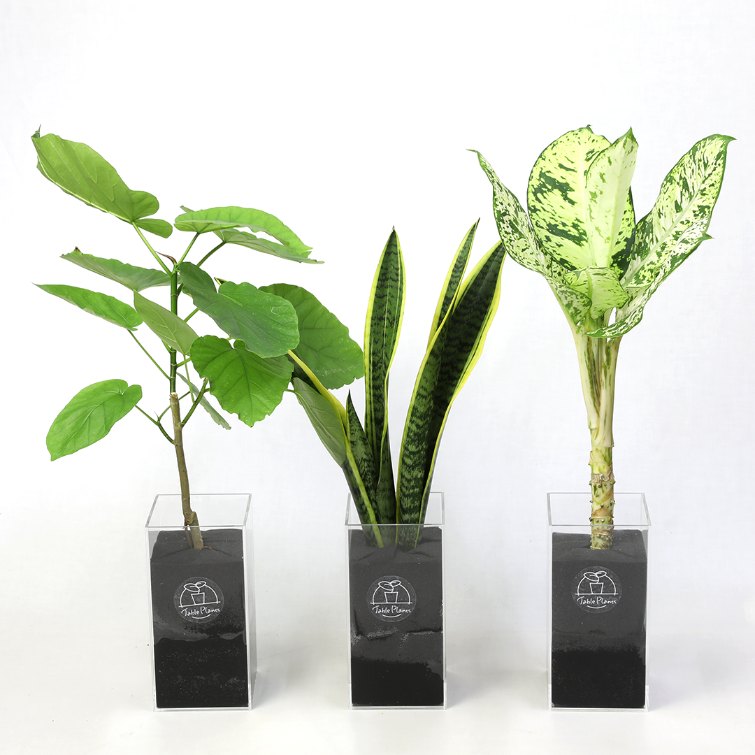 お買い得品　大人気のパキラ　観葉植物　鉢物　室内　乾燥に強い植物