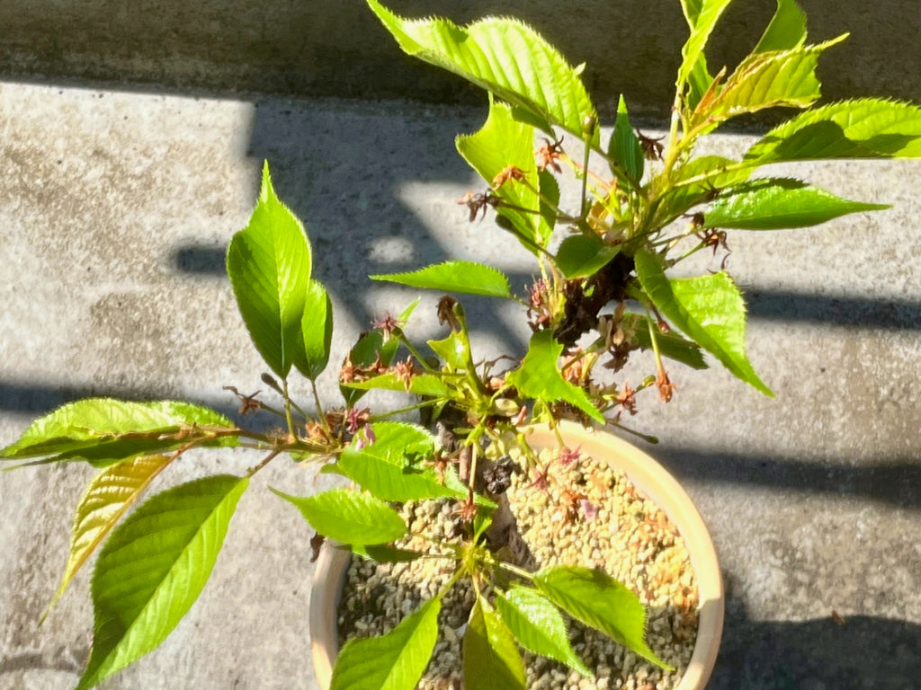 桜 毛虫