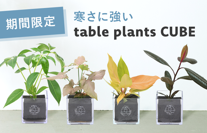 土を使わないテーブルプランツ(Table Plants)