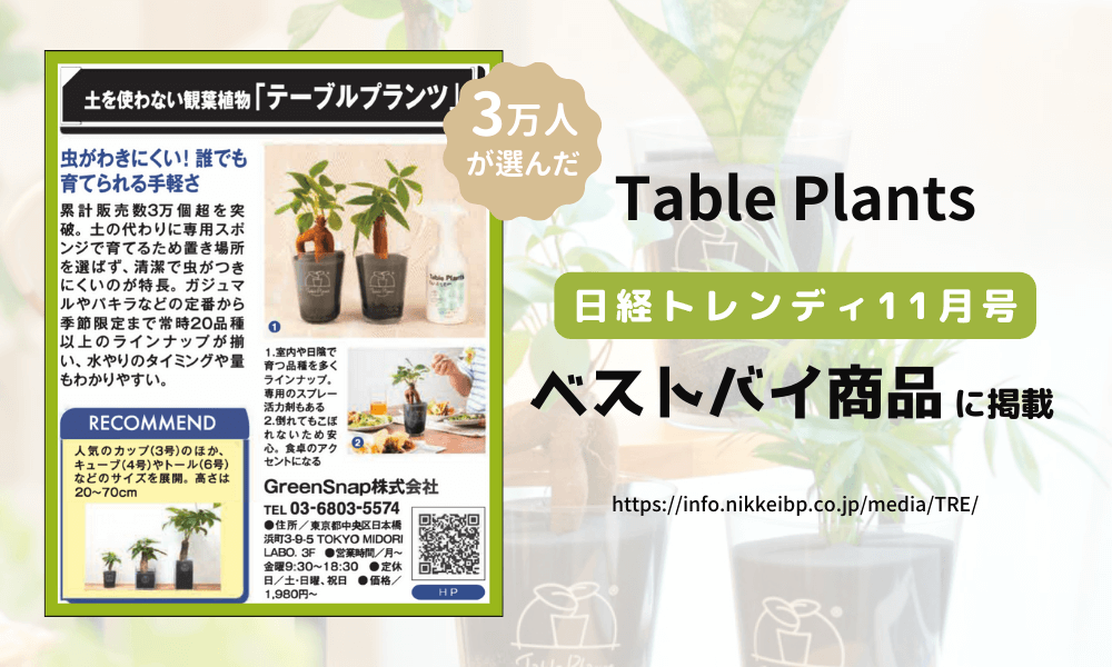 土を使わない観葉植物】テーブルプランツ(Table Plants)の通販