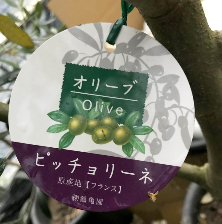 香川県産 オリーブの木 レッチーノ オリーブ 庭木 シンボルツリー - その他