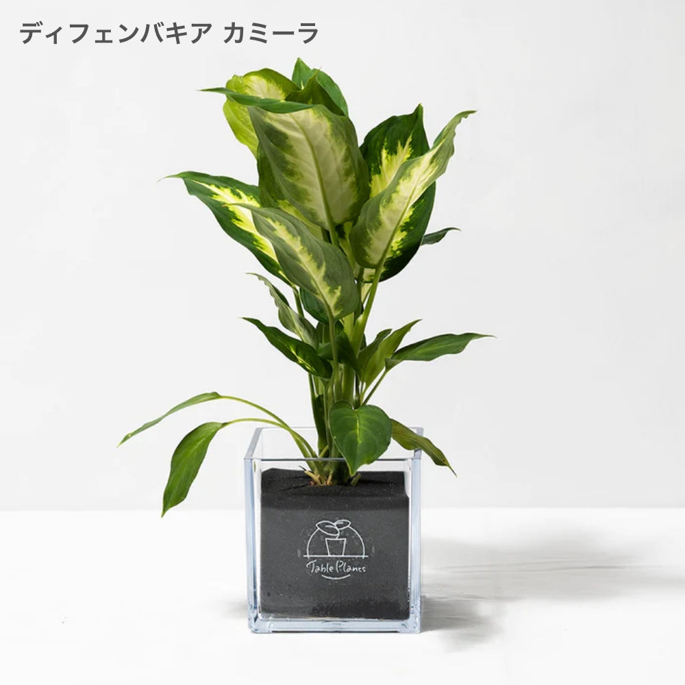 【土を使わない観葉植物】暑さに強いテーブルプランツ キューブ (Table Plants CUBE) - ディフェンバキア・カミーラ